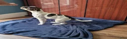 Dorset Olde Tyme Bulldogge dogs for sale: Reduced 12 Week old stunning pups - Advert 4