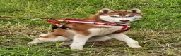 Siberian Husky dogs for sale: 2 year old Red & White Kc Reg Siberian Husky male  - Advert 4
