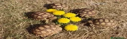Tortoise reptiles for sale: BABY SULCATAS AND SET UPS - Advert 7