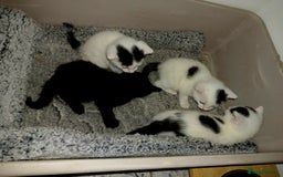 Mixed Breed cats for sale: For Sale  - Image 2