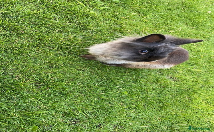 Lionhead rabbits - Advert 1