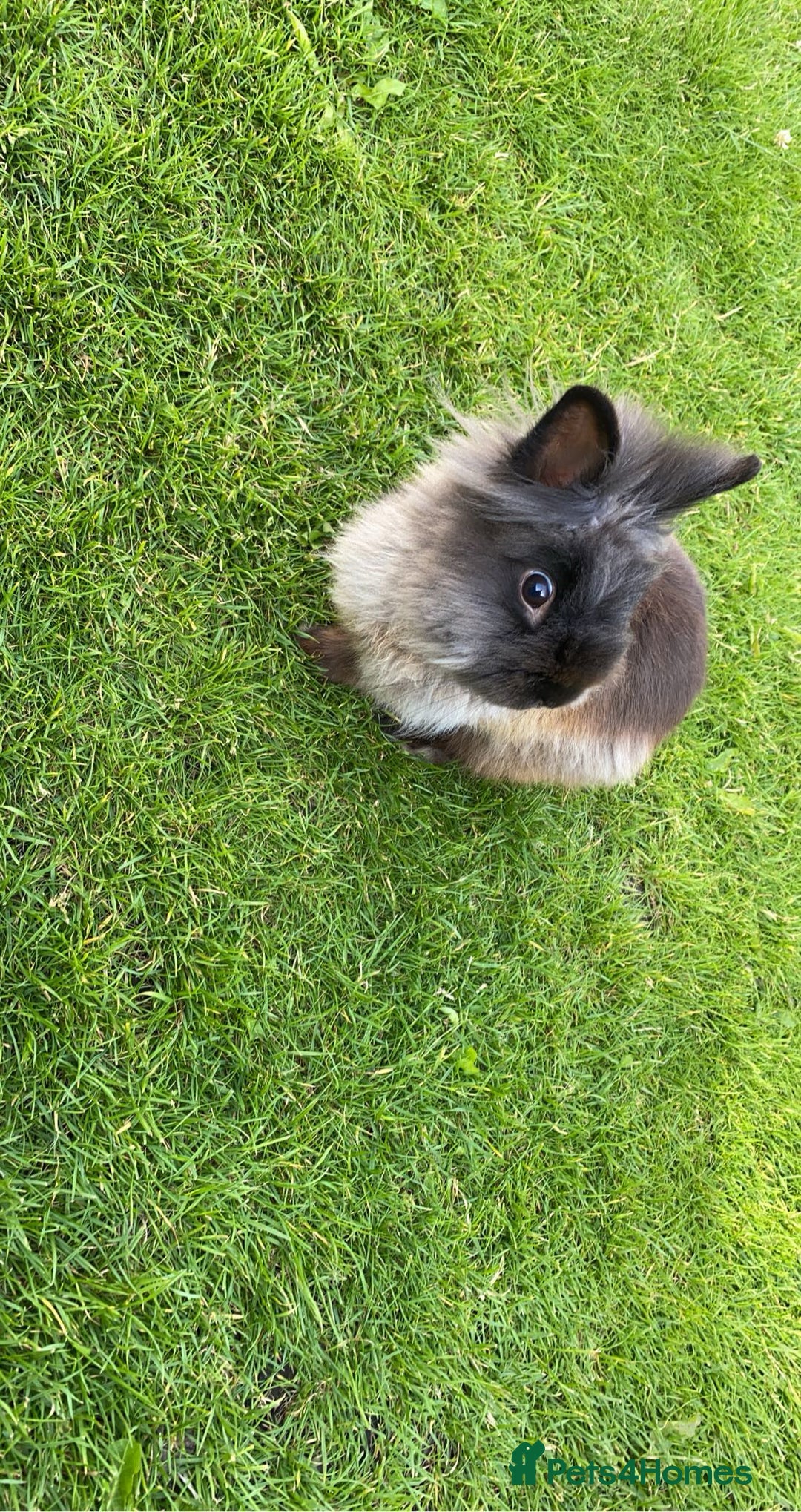 Lionhead rabbits for sale: Rabbit free - Image 1
