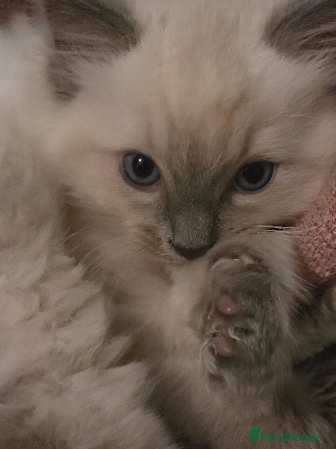 Ragdoll cats for sale: Pure Ragdoll Kittens  - Advert 5