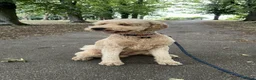 Double Doodle dogs for stud: Stud (sheepadoodle/double doodle) in Barnsley - Advert 8