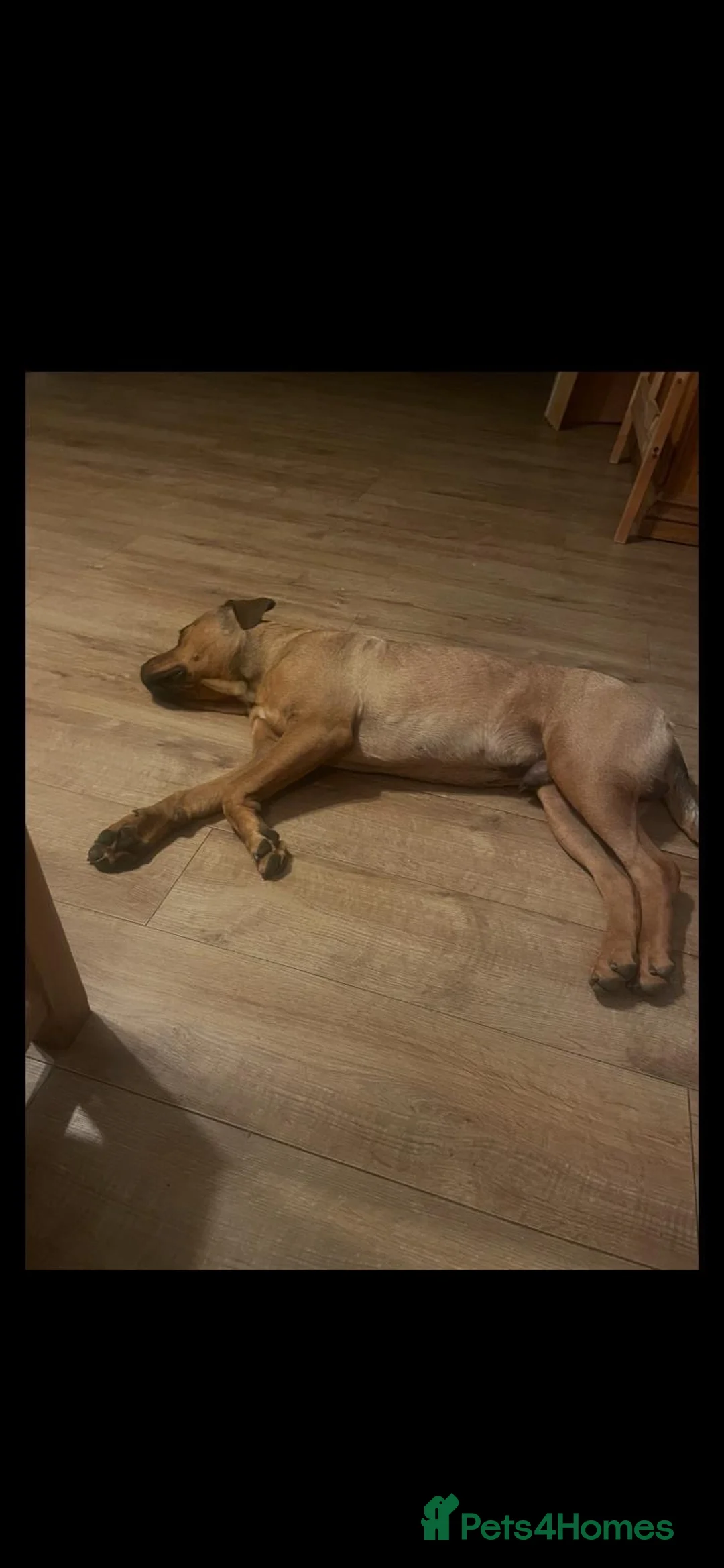 Rottweiler dogs for adoption: Bruce is a 5,5 month Rottweiler x staffi  - Advert 13