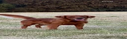 Golden Retriever dogs for sale:  Beautiful red golden retrievers 2 girls  2 boys - Advert 23