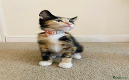 Domestic Shorthair cats for sale: Ragdoll Cross X DSH - Image 21