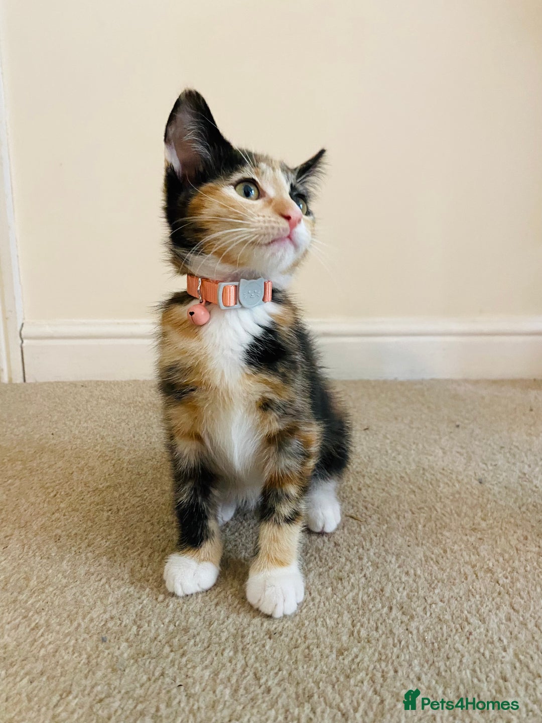 Domestic Shorthair cats for sale: Ragdoll Cross X DSH - Image 21