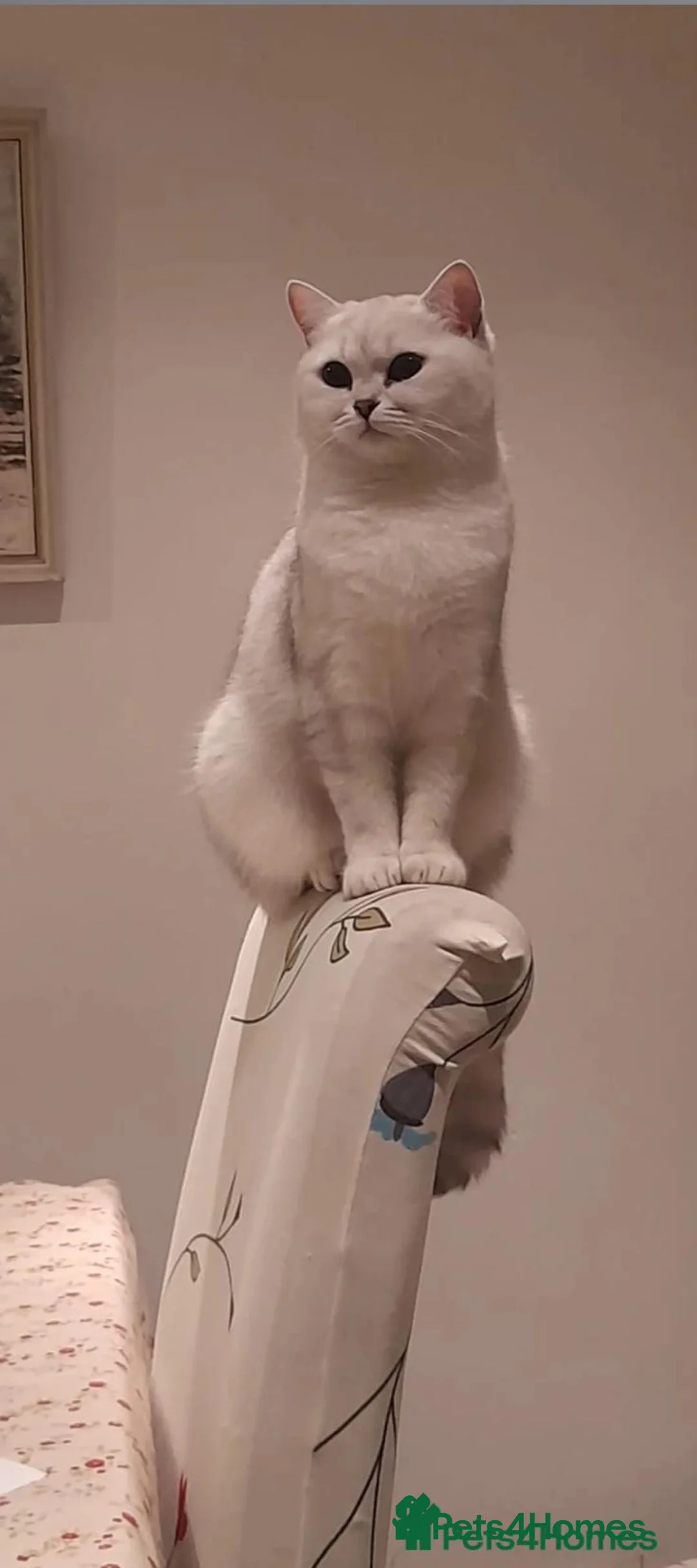 British Shorthair cats for sale: Male British Shorthair Kitten  - Advert 1