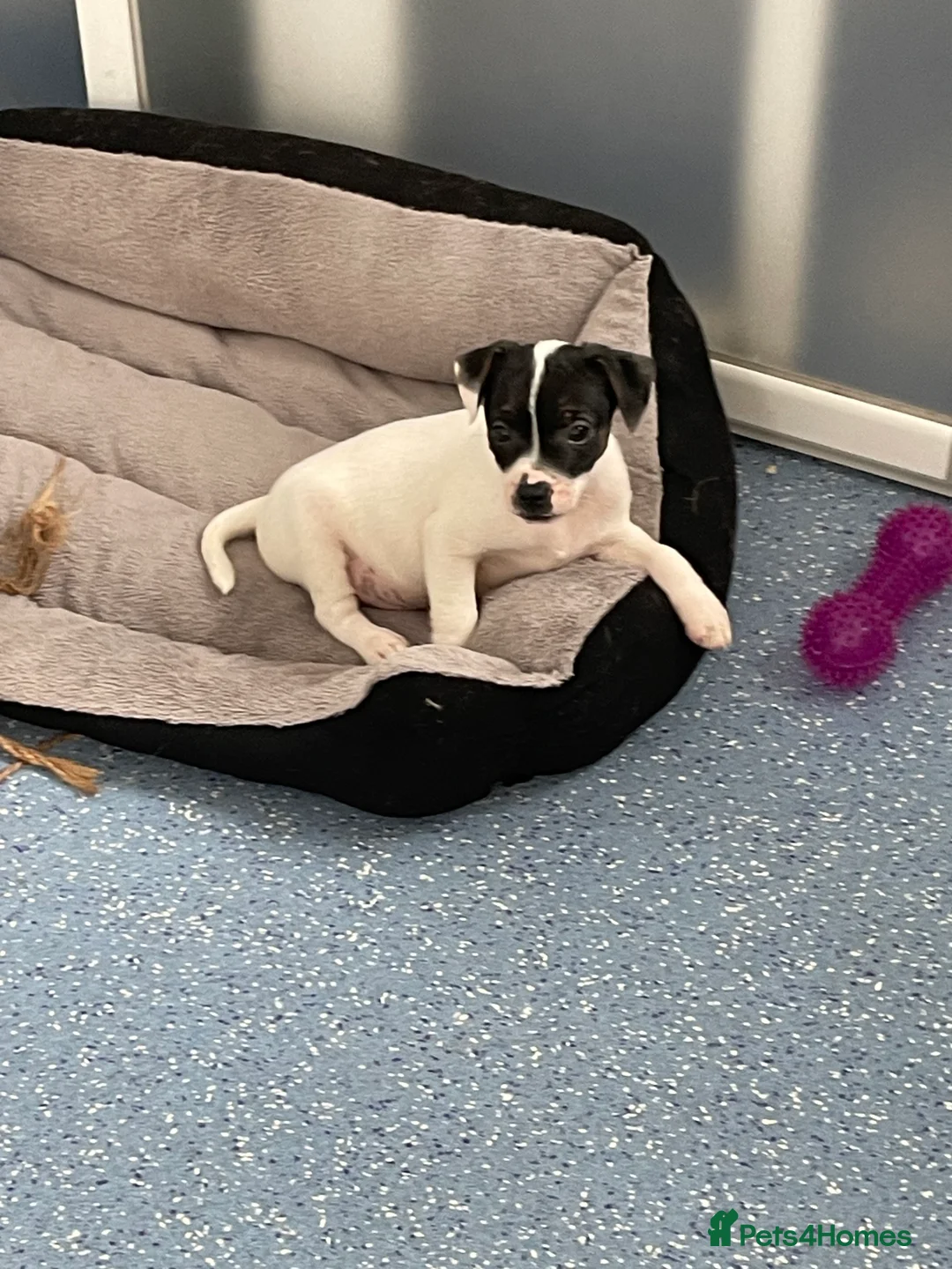 Mixed Breed dogs for sale: 3 male pups  in Pembroke - Advert 2