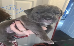 Mixed Breed dogs for sale: 9 beautiful cane corso puppies available  - Image 3