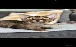 Devon Rex cats for sale: GCCF registered Pedigree Devon Rex Kittens Champ.  - Image 11
