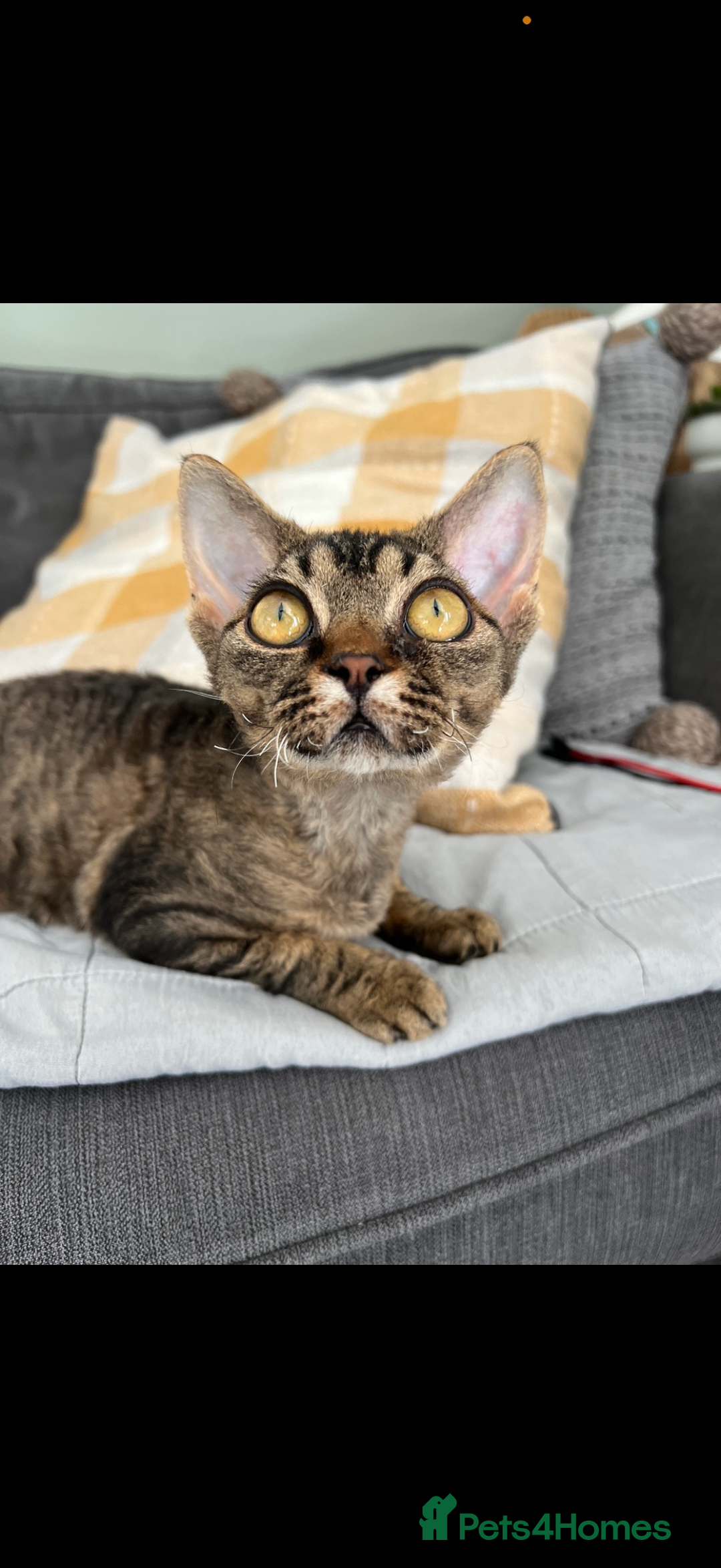 Devon Rex cats for sale: GCCF registered Pedigree Devon Rex Kittens Champ.  - Image 11