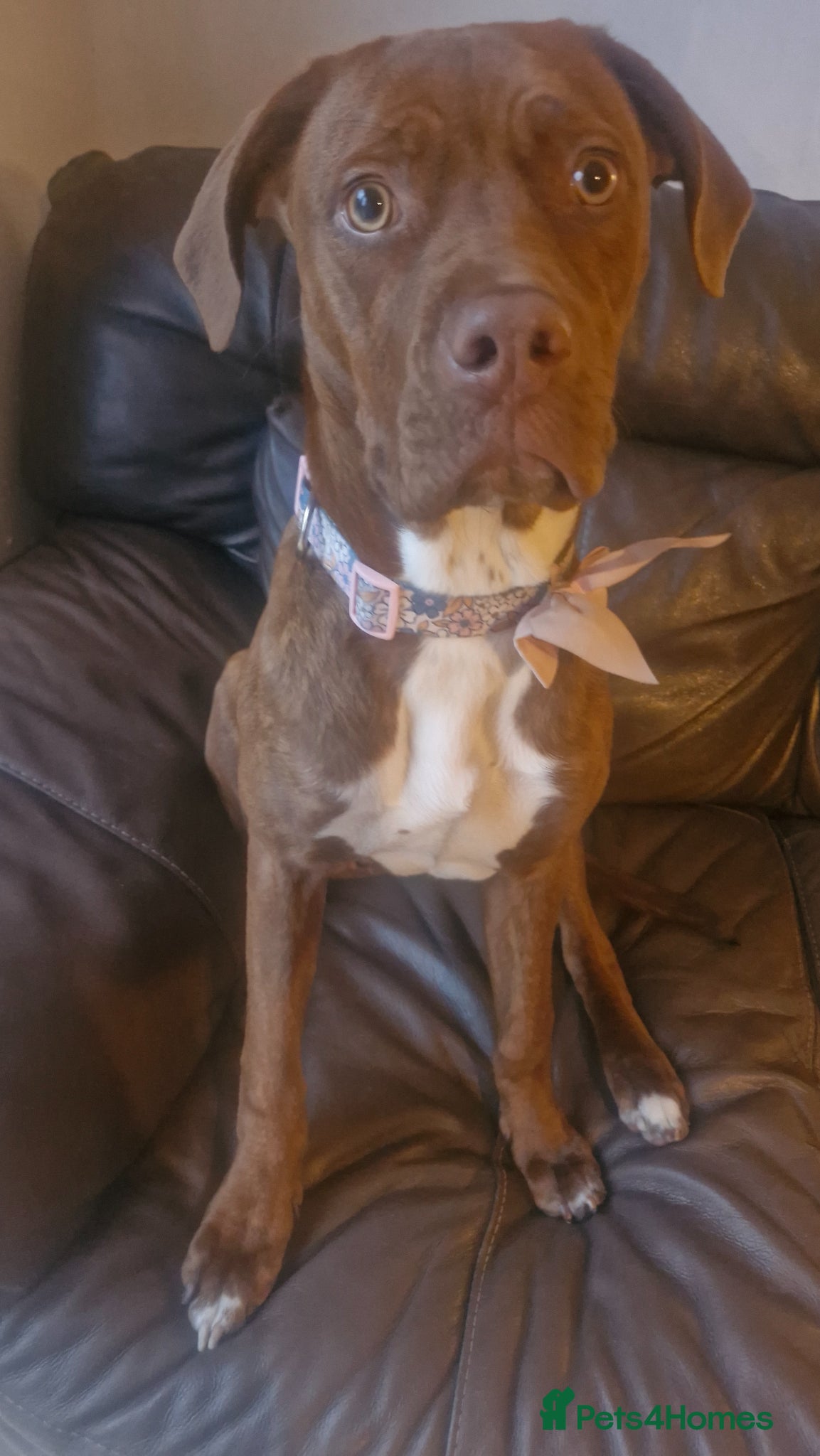 Mixed Breed dogs Bella  Cane corso cross 6 month old female - Advert 19