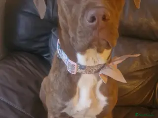 Mixed Breed dogs Bella Cane corso cross 6 month old female - Advert 19