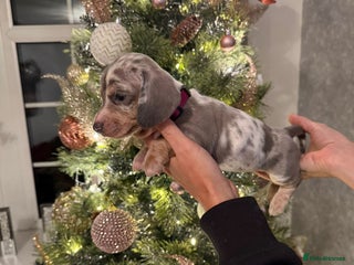 Dachshund dogs 8 Smooth Haired miniature dachshund pups - Advert 16