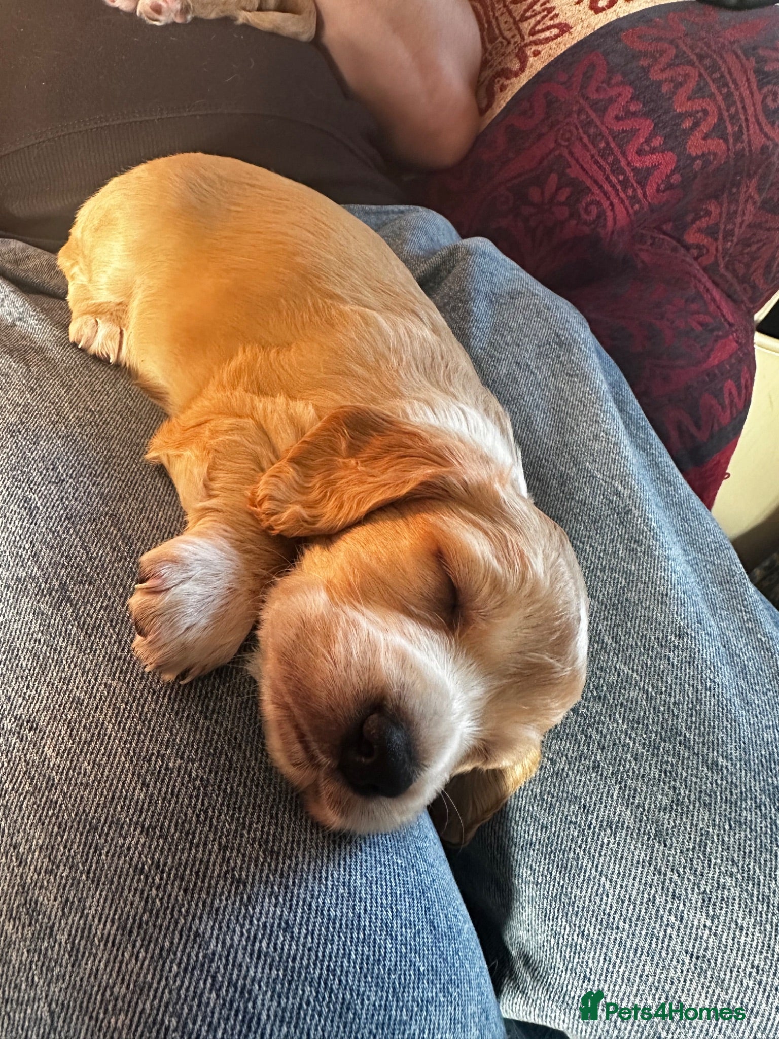 Cocker Spaniel dogs Stunning litter of cocker spaniels  - Advert 4