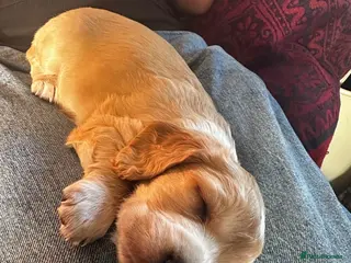 Cocker Spaniel dogs Stunning litter of cocker spaniels - Advert 4