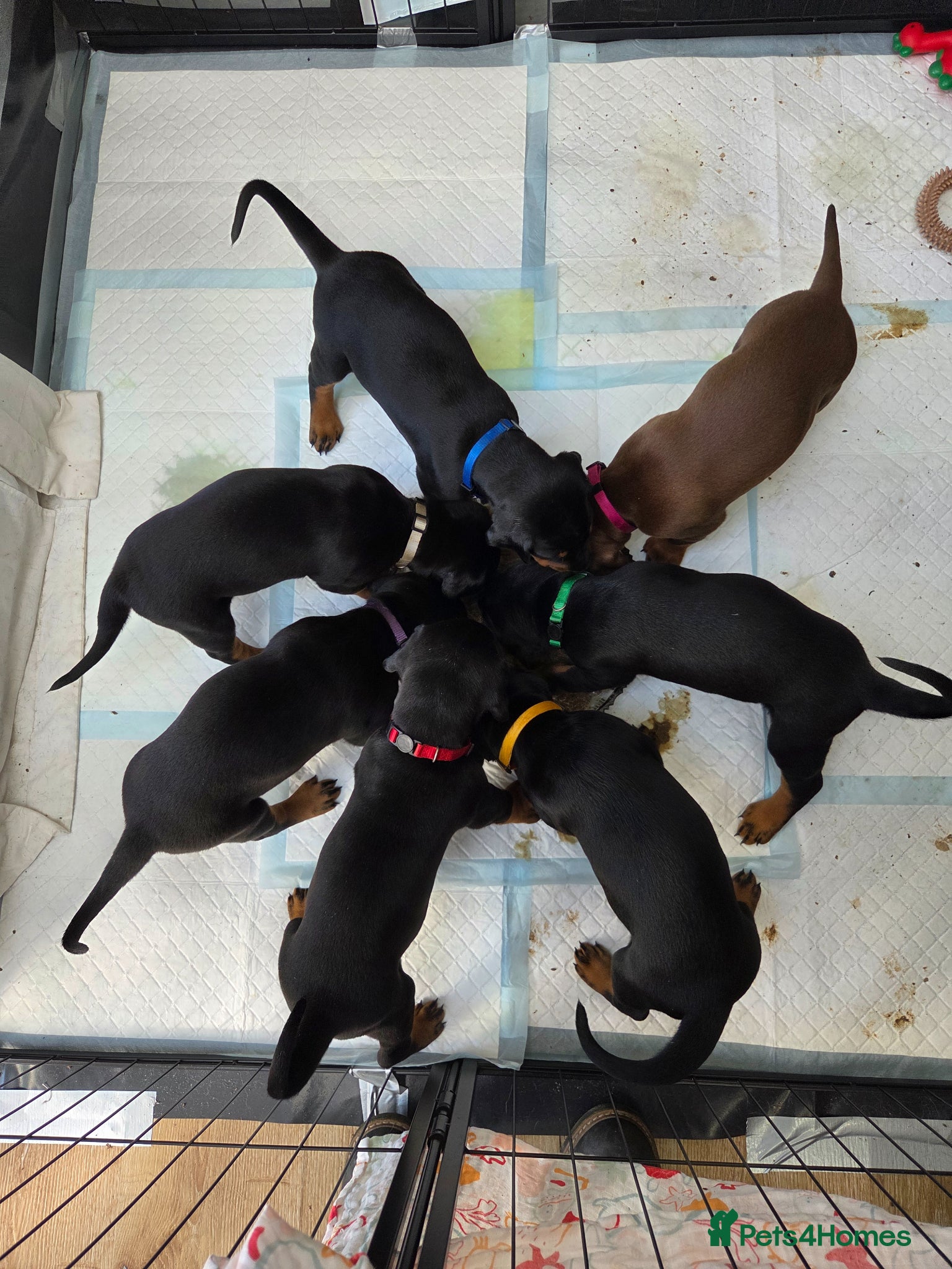 Dobermann dogs KC registered Dobermann puppies - Advert 4