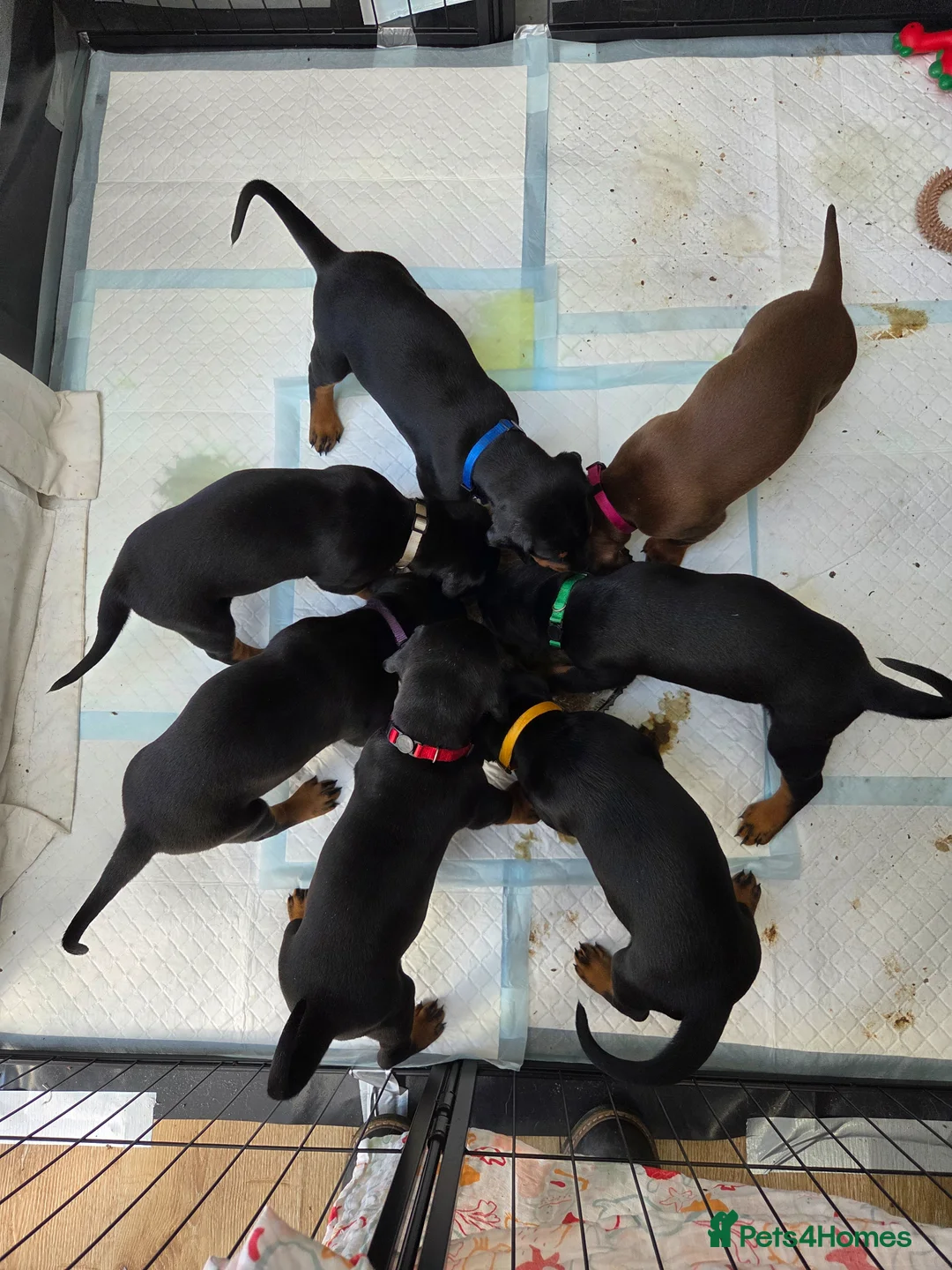 Dobermann dogs for sale: KC registered Dobermann puppies - Advert 1