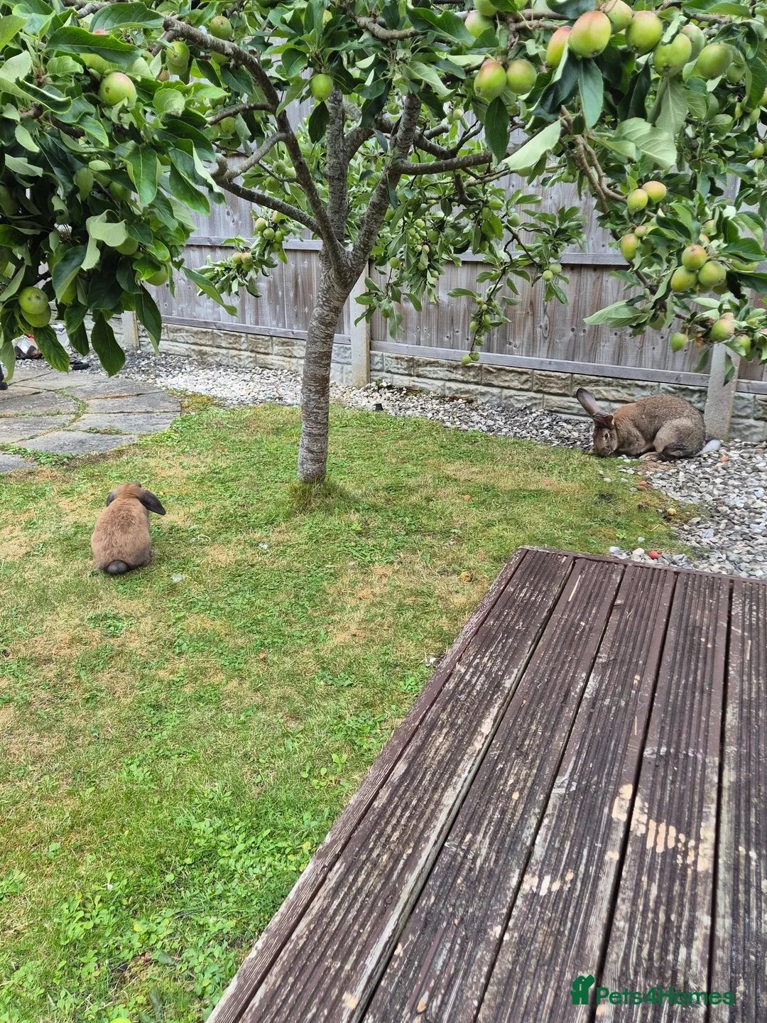 Mini Lop rabbits for sale: 2 female bonded mini lops - Advert 2