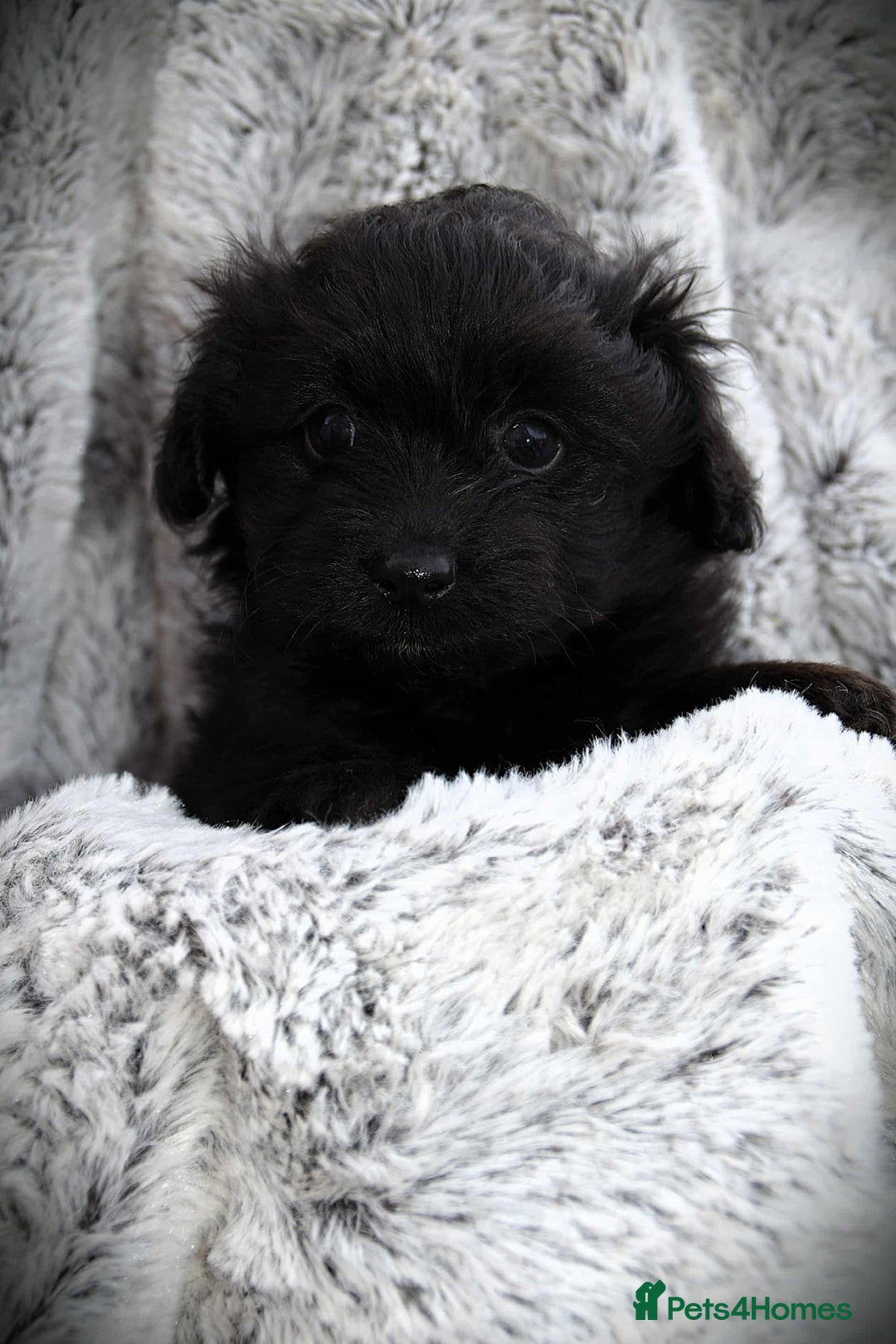 Cockapoo dogs for sale: Fully innoculated hereditary clear toy cockapoos  - Advert 19