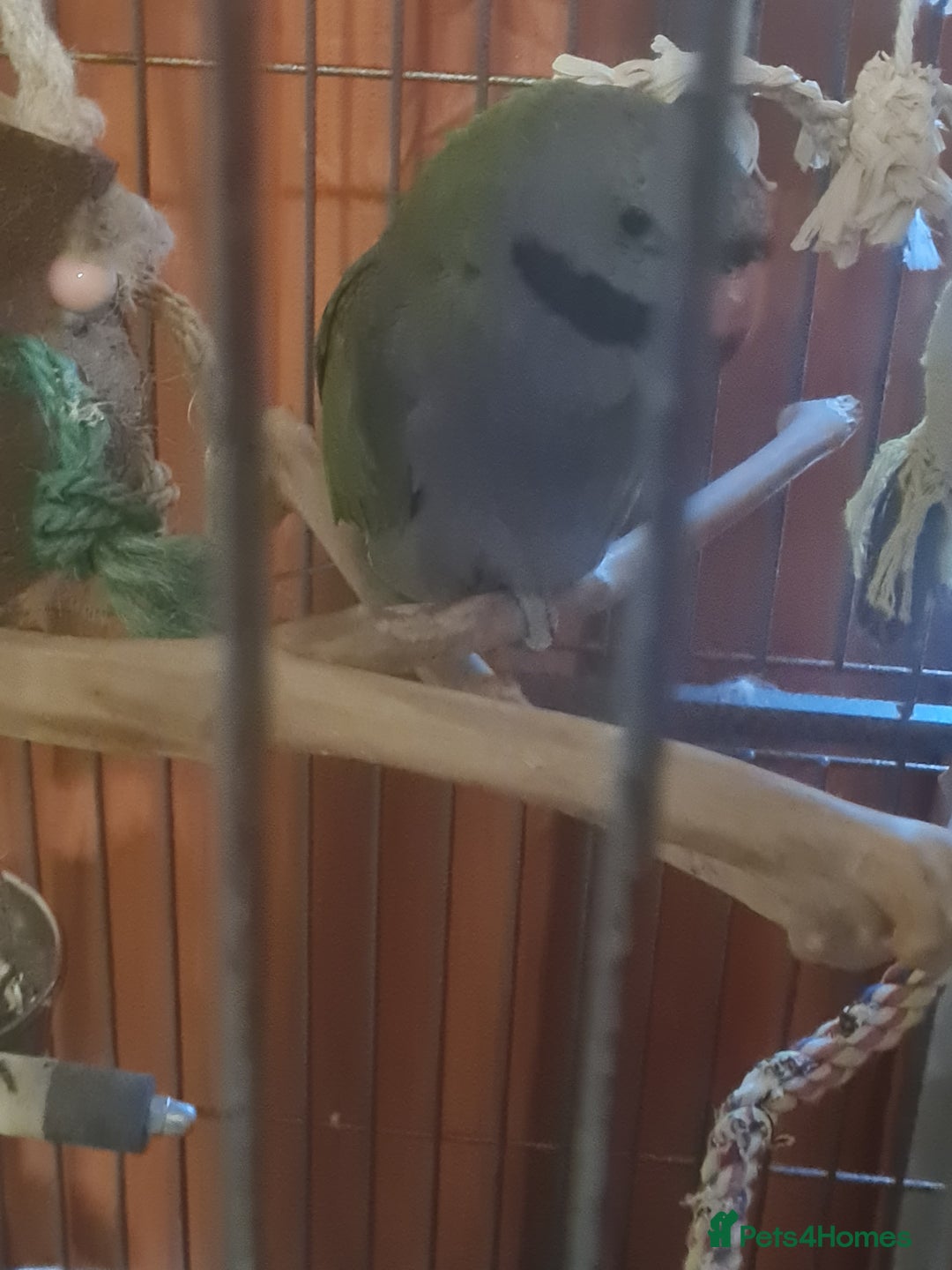 Parrots birds for sale: LORD DERBYAN MALE 5 MONTHS OLD  - Image 2