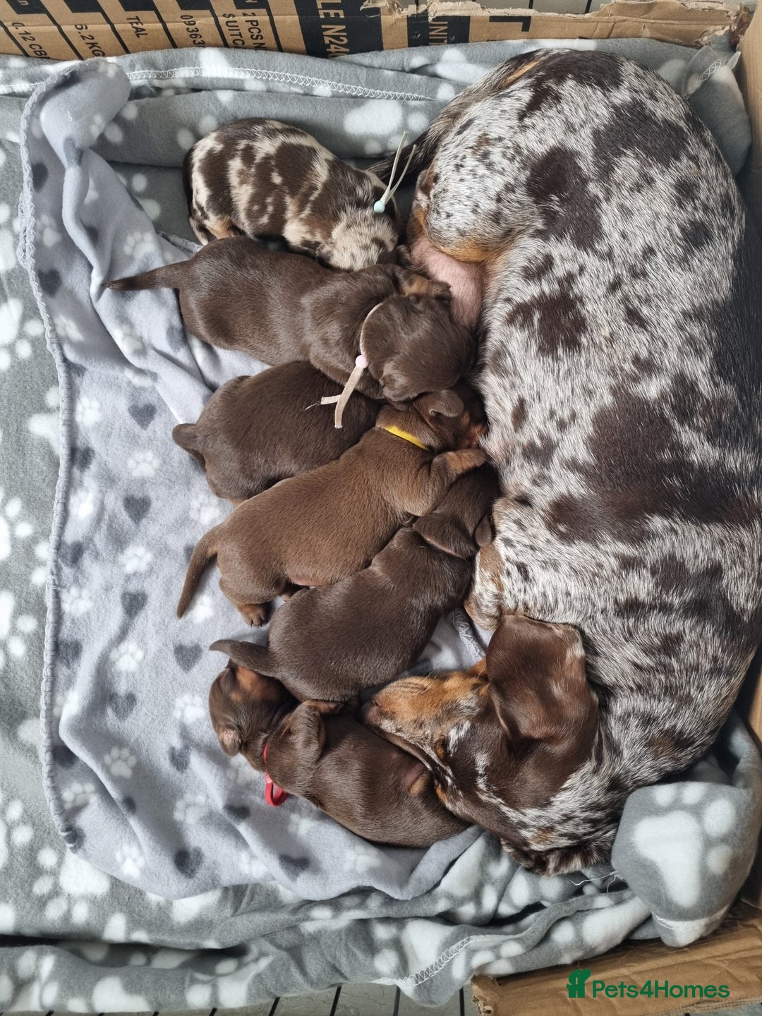 Miniature Dachshund dogs for sale: 6 beautiful miniature Dachshund 7 weeks old - Image 24