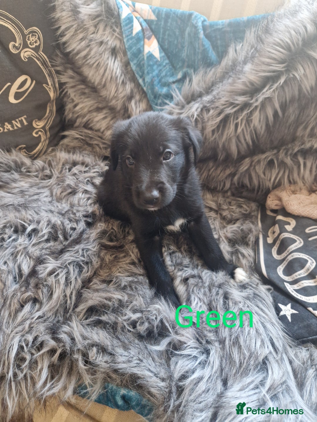 Mixed Breed dogs for sale: Beautiful Rough Collie/Border Collie puppies.  in Towcester - Image 10