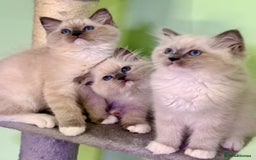 Ragdoll cats for sale: WORLD BEATIFUL RAGDOLL KITTEN/FIFe - Image 2