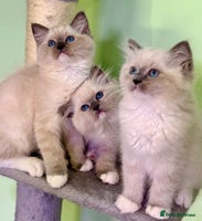 Ragdoll cats - Advert 5