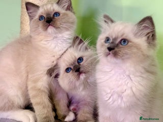 Ragdoll cats WORLD BEATIFUL RAGDOLL KITTEN/FIFe - Advert 8