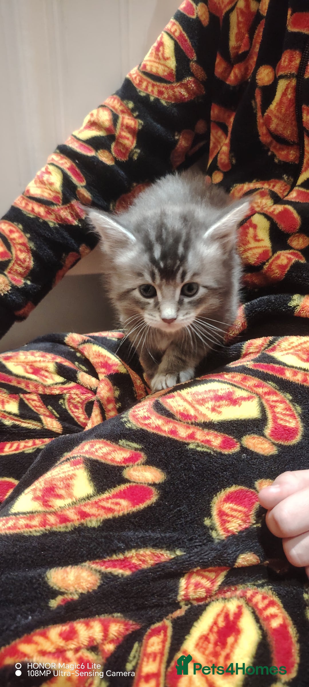 Maine Coon cats for sale: Beautiful Maine Coon kittens 💖💙🐱 - Advert 11