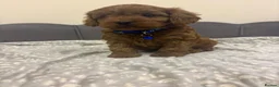 Cavapoo dogs for sale: Stunning F1 Toy Cavapoo Pups - Advert 31