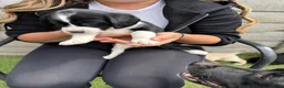 Cockerdor dogs for sale: Ready tomorrow, 4 pups left  - Advert 12