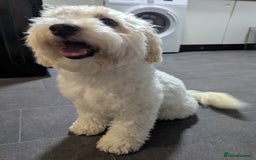 Cockapoo dogs for sale: White female toy cockapoo - Image 5