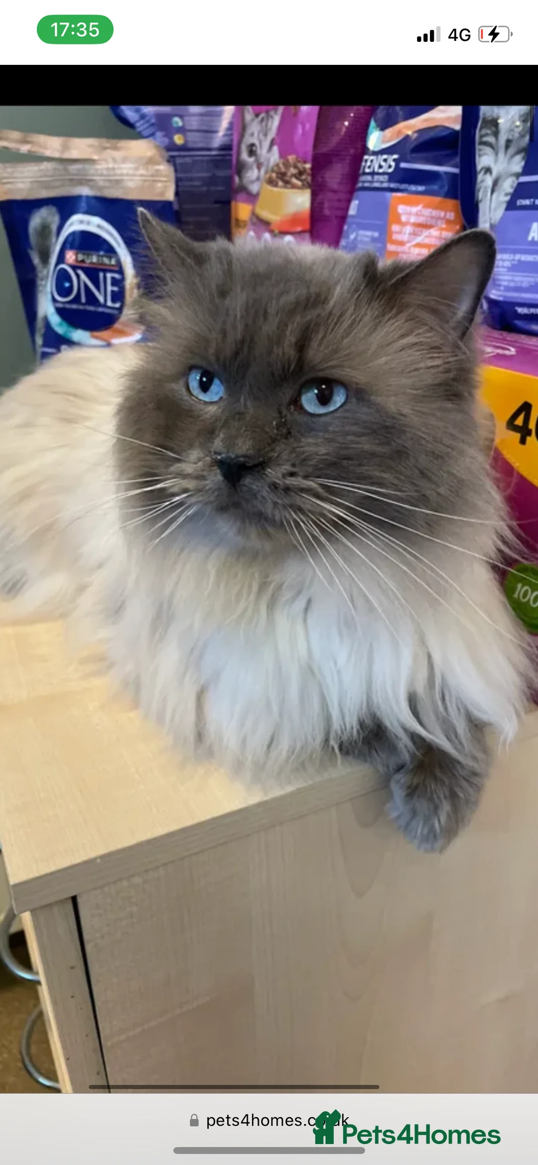 Ragdoll cats for stud: 🏆Gccf/TICA CARRYING CHOCOLATE  gccf ragdoll stud  in Merthyr Tydfil - Advert 10
