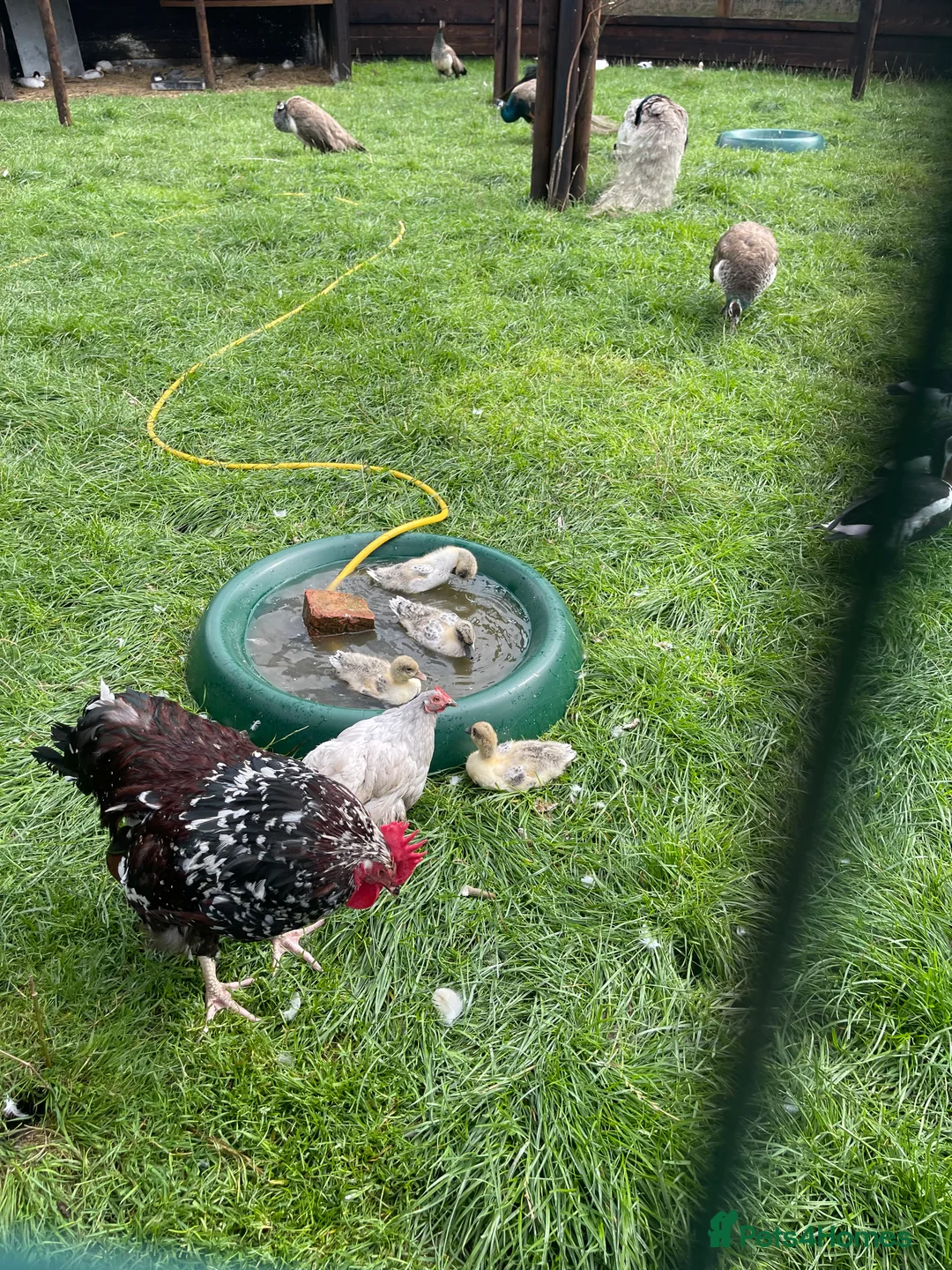 Ducks poultry for sale: Abacot call ducks (male)  - Advert 6