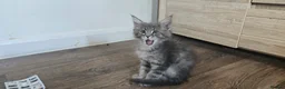 Maine Coon cats for sale: Maine Coon Kitten ready - Advert 22