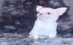 Chihuahua dogs for sale: KC REG HEALTH TESTED CHIHUAHUA BABIES - Advert 1