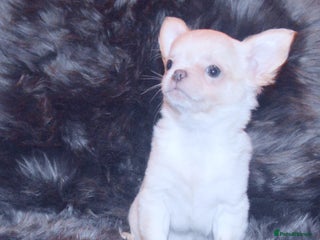 Chihuahua dogs KC REG HEALTH TESTED CHIHUAHUA BABIES - Advert 13