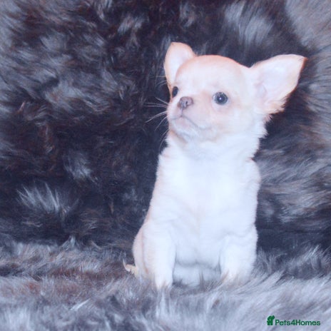 Chihuahua dogs KC REG HEALTH TESTED CHIHUAHUA BABIES - Advert 7