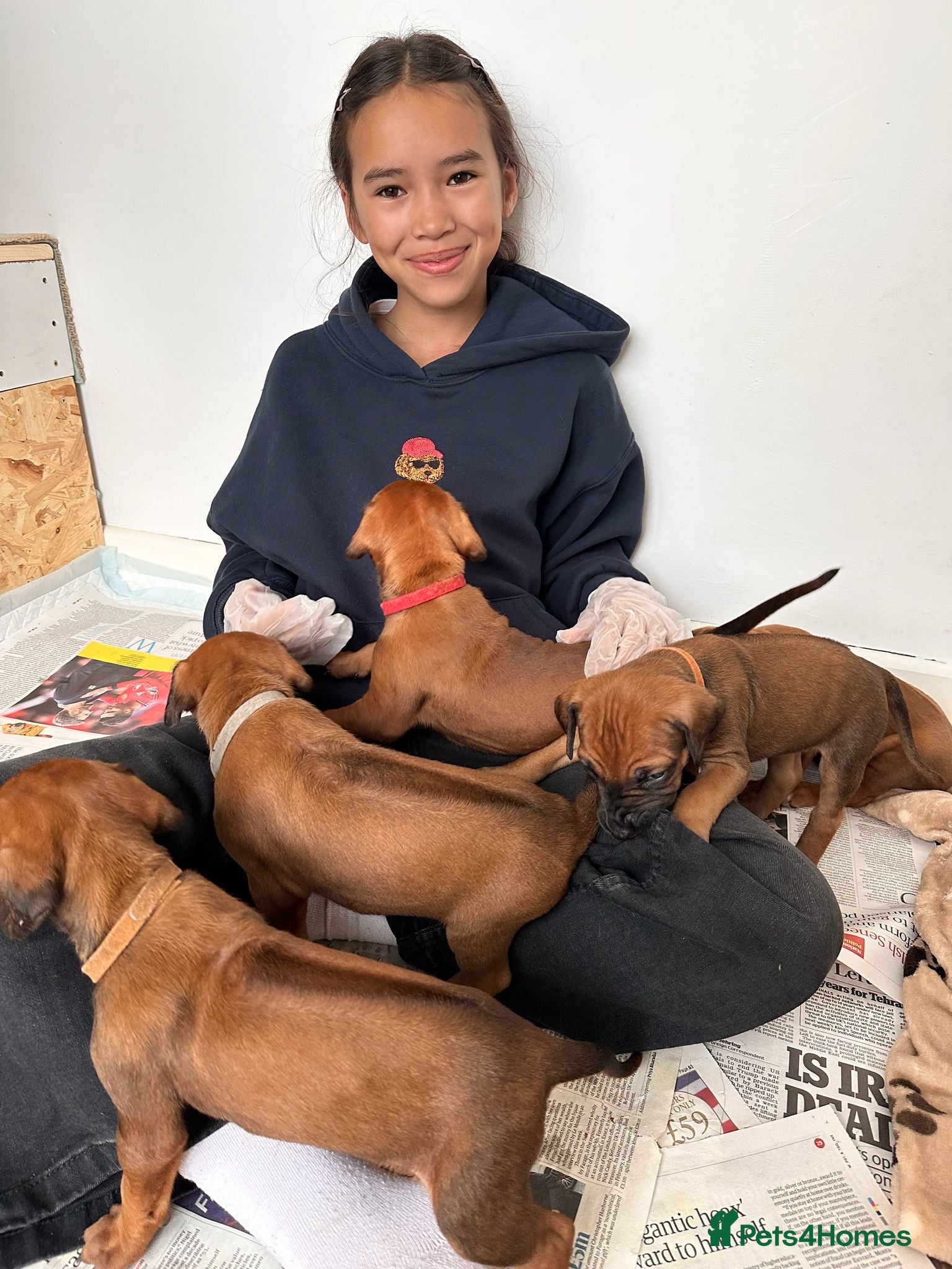 Rhodesian Ridgeback dogs for sale: Stunning KC Registered Rhodesian Ridgeback Puppies - Advert 18