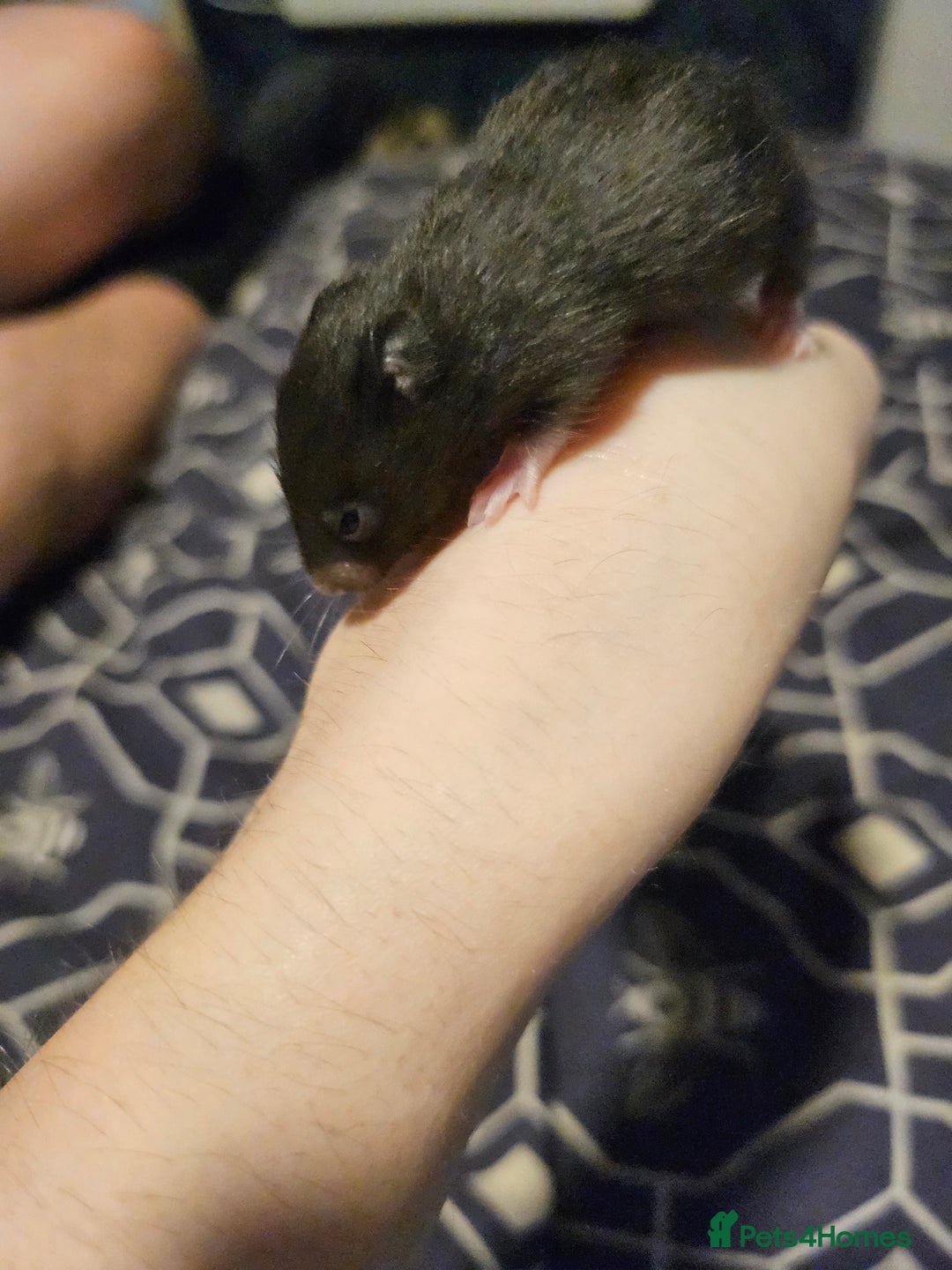 Hamster rodents for sale: Gorgeous Syrians - Advert 7