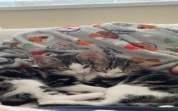 Mixed Breed cats for sale: X2 kitten brothers for rehome  - Image 4