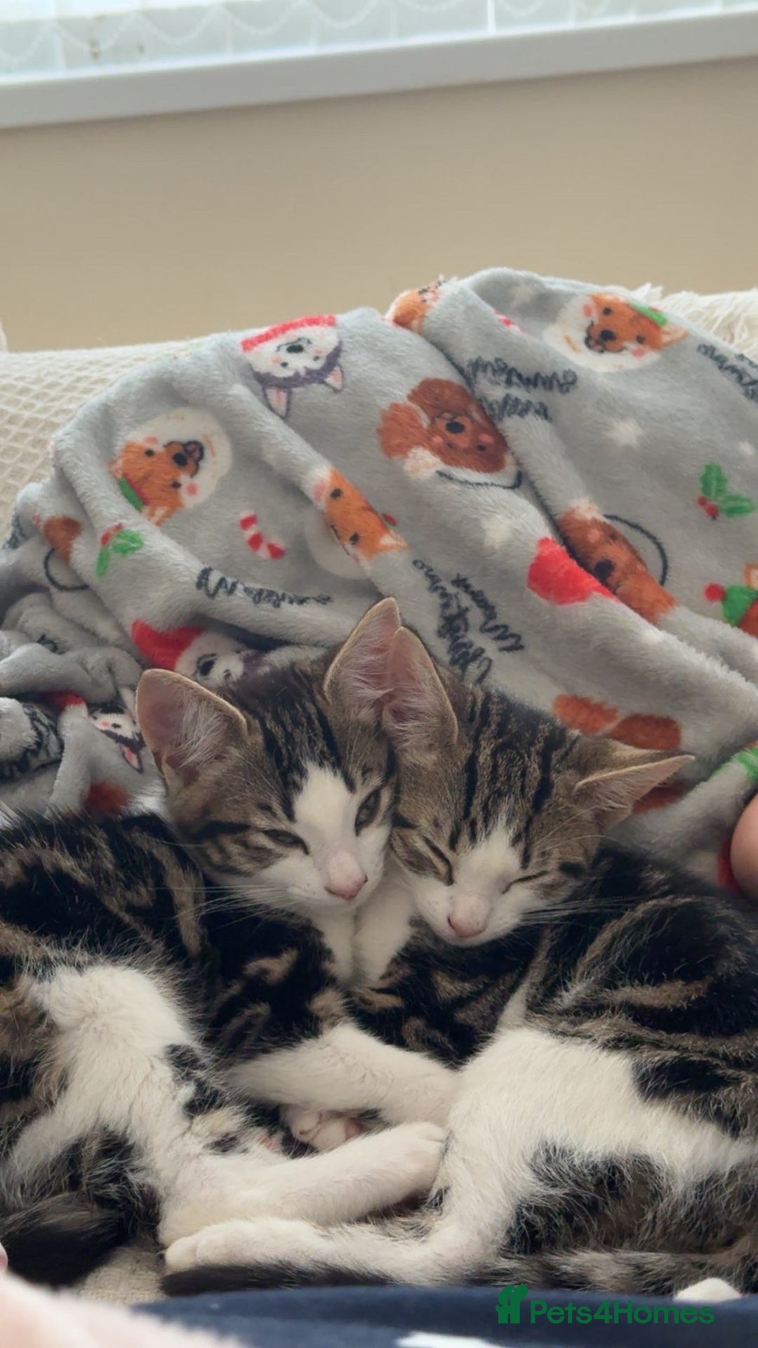 Mixed Breed cats for sale: X2 kitten brothers for rehome  - Image 4