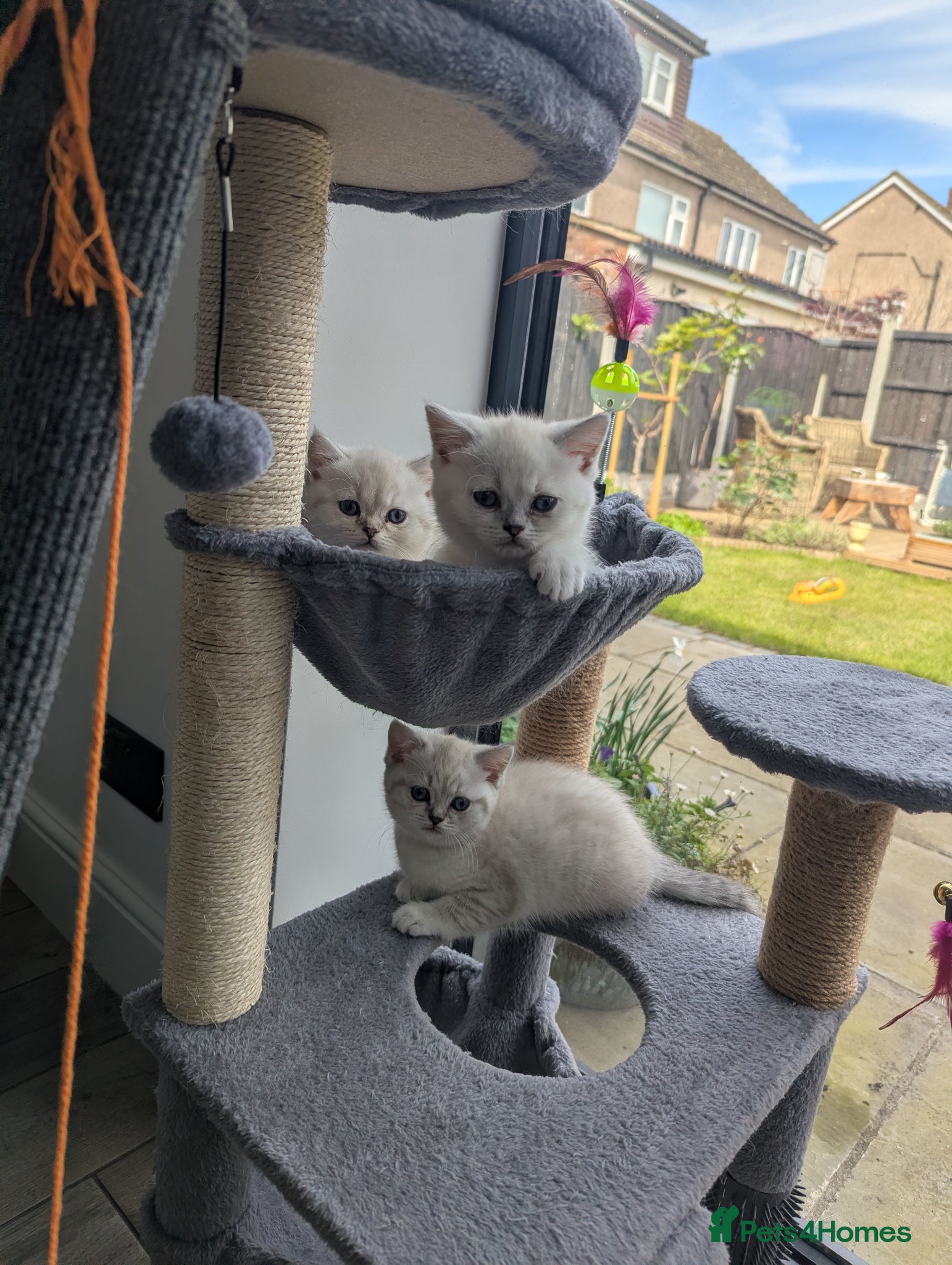 British Shorthair cats Beautiful British shorthair kittens - Advert 1