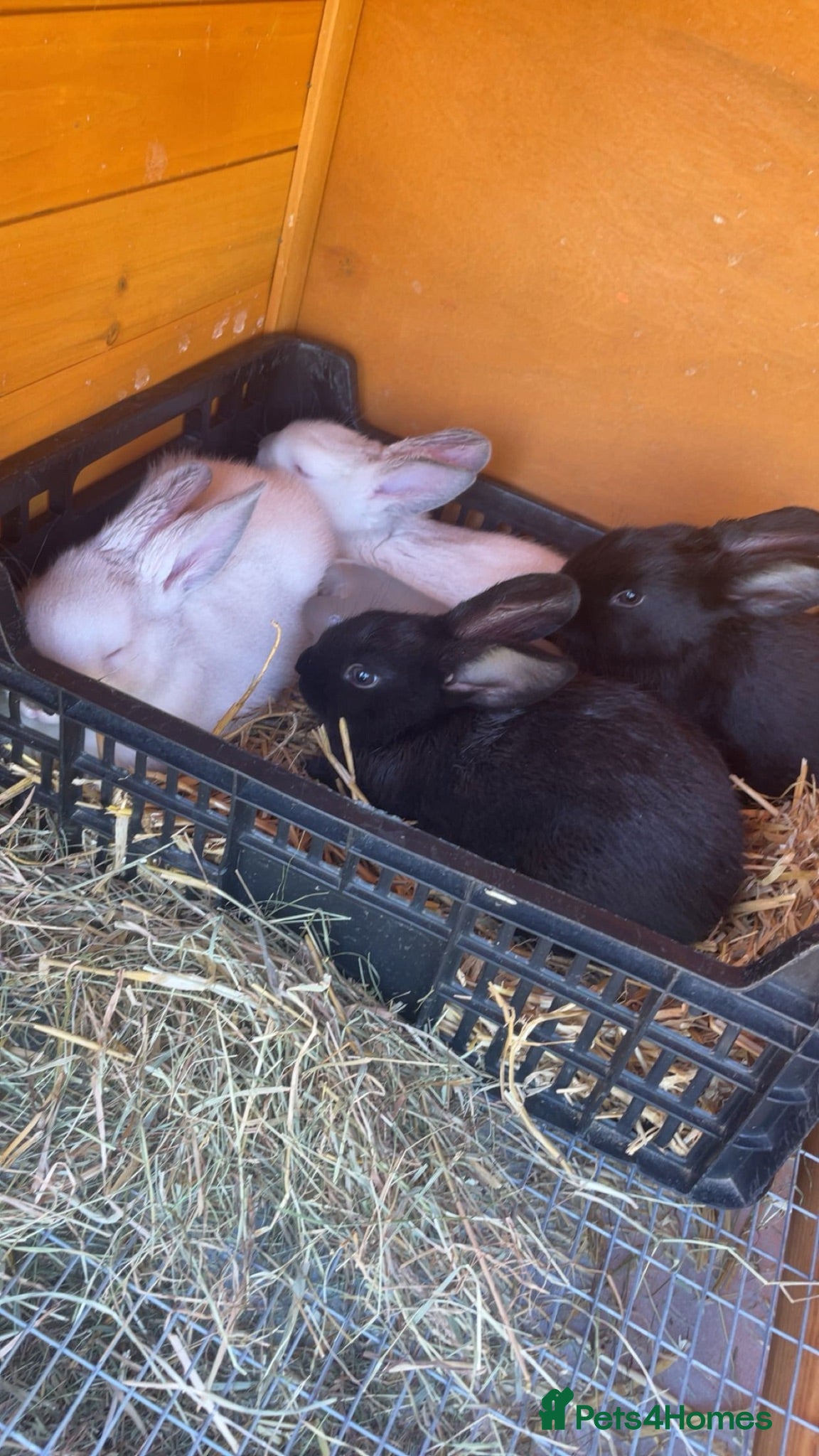 Mixed Breed rabbits Californian/New Zealand Cross - Advert 1