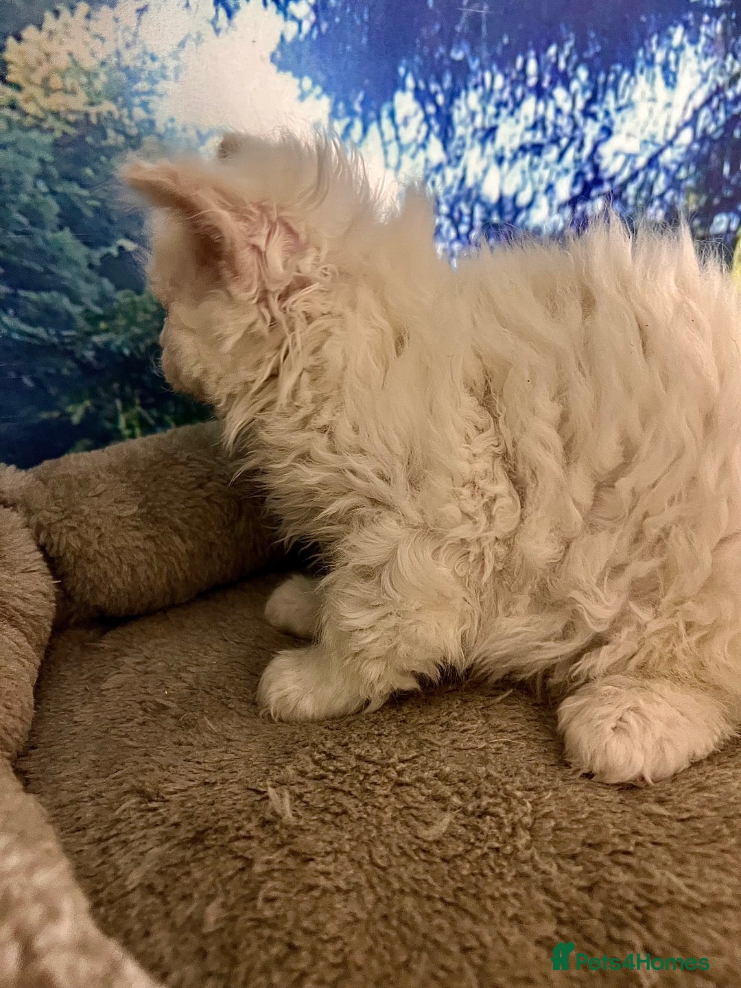 Selkirk Rex cats for sale: Gorgeous Selkirk Rex kittens - Image 30