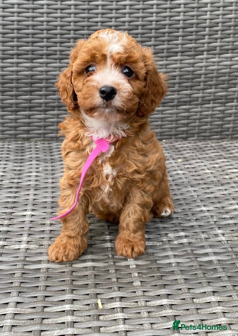 Cavapoochon dogs Beautiful Cavapoochon pups For Sale - Advert 2